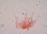 Psilocybe pelliculosa image