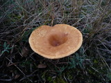 Clitocybe glareosa image