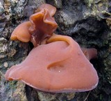 Auricularia angiospermarum image