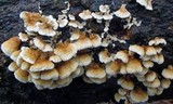 Plicaturopsis crispa image