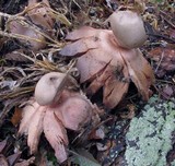 Geastrum rufescens image