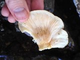 Sarcomyxa serotina image