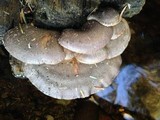 Sarcomyxa serotina image