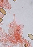 Psilocybe pelliculosa image