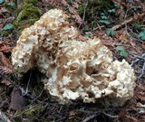 Sparassis crispa image