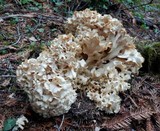 Sparassis crispa image