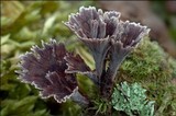 Thelephora caryophyllea image