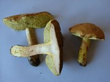 Boletus subglabripes image