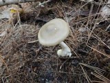 Entoloma griseum image