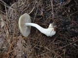 Entoloma griseum image