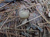 Entoloma griseum image