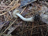 Entoloma griseum image