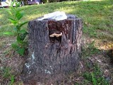 Fomitopsis spraguei image