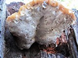 Fomitopsis spraguei image