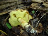 Boletus subglabripes image