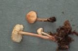Cystolepiota moelleri image