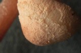 Cystolepiota moelleri image