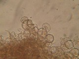 Cystolepiota moelleri image