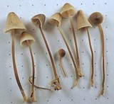 Mycena leptocephala image