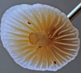 Mycena leptocephala image