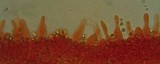 Mycena leptocephala image