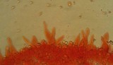 Mycena leptocephala image