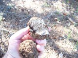 Geopora cooperi image