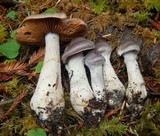 Cortinarius cagei image