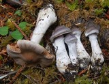 Cortinarius cagei image