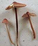 Mycena purpureofusca image