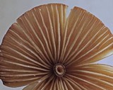 Mycena purpureofusca image