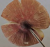 Mycena purpureofusca image