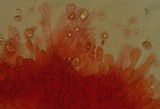 Mycena purpureofusca image