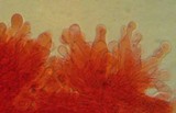 Mycena purpureofusca image