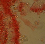Mycena purpureofusca image