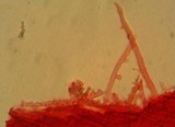 Mycena purpureofusca image