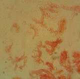 Mycena purpureofusca image