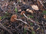 Cortinarius obtusus image