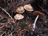 Cortinarius obtusus image