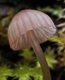 Mycena purpureofusca image