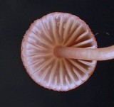 Mycena purpureofusca image