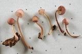 Mycena purpureofusca image