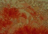 Mycena purpureofusca image