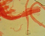 Mycena purpureofusca image