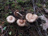 Inocybe whitei image
