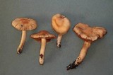 Inocybe whitei image