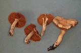 Inocybe whitei image