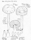 Inocybe whitei image