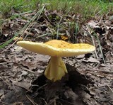 Amanita flavorubens image
