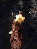 Chrysomphalina aurantiaca image